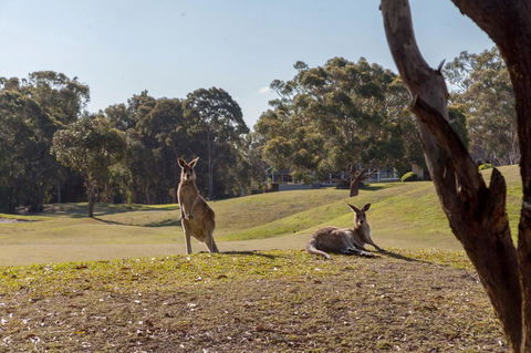 Horizons Retreat & Golf, Villa 133 - Tourism Brisbane 18