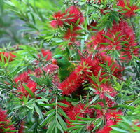 Bottlebrush B  B - Tourism Brisbane