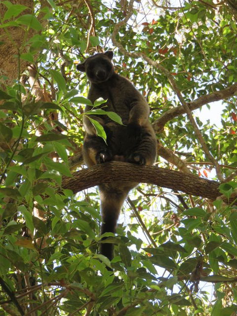 Bushland Cottages And Lodge - Tourism Brisbane 3