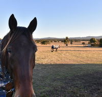 Clydesdale Cottage on Talga with real Clydesdale Horses - Tourism Brisbane