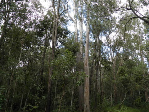 Coucals Cottage - Tourism Brisbane 3