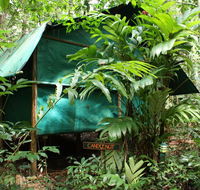 Daintree Crocodylus - Tourism Brisbane
