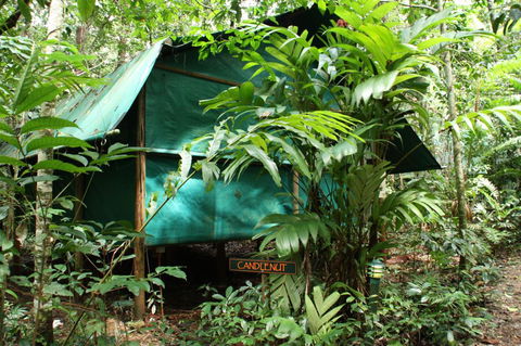 Daintree Crocodylus - Tourism Brisbane 0