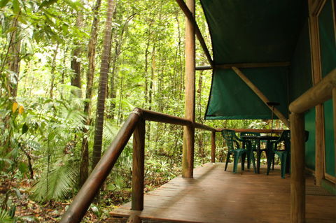 Daintree Crocodylus - Tourism Brisbane 1