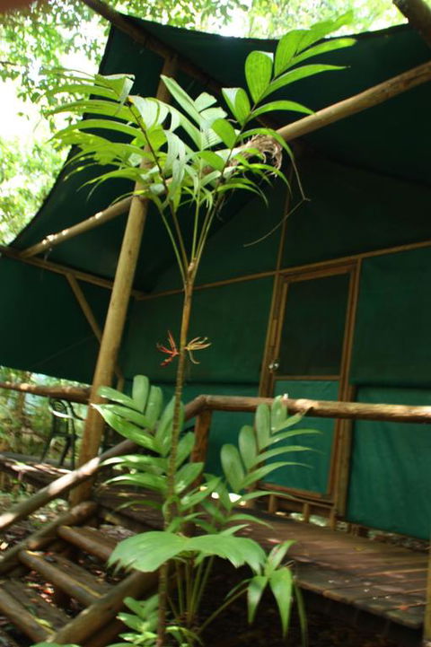 Daintree Crocodylus - Tourism Brisbane 3