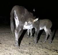 Donkey Tales Farm Cottages - Tourism Brisbane