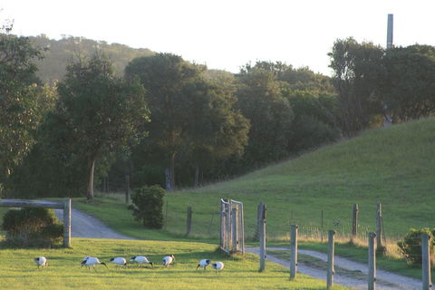 Driftwood Villas - Tourism Brisbane 1