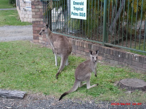 Emerald Tropical Palms B & B - Tourism Brisbane 1