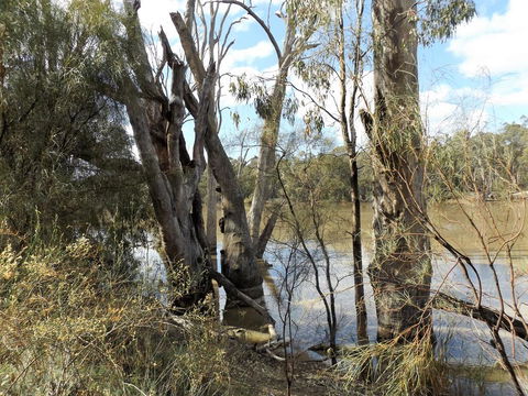 Euston Club Motel - Tourism Brisbane 3
