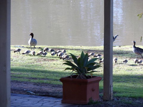 Euston Club Motel - Tourism Brisbane 1