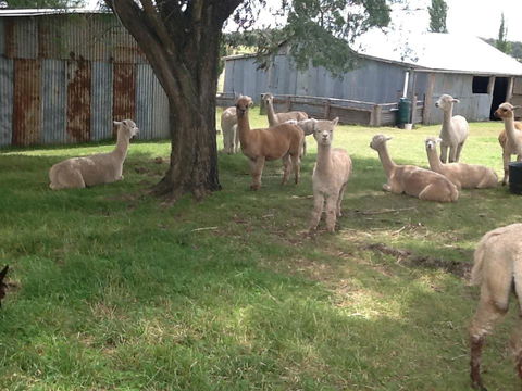 Glen Waverly Farmstay - Tourism Brisbane 3
