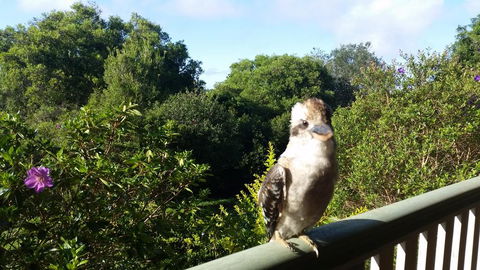 Gumtree House Montville - Tourism Brisbane 3