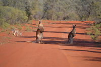 Gundabooka National Park Cottages