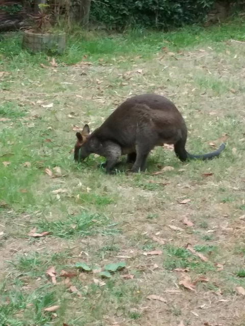Lyrebird Gully Retreat - Brisbane Tourism 1
