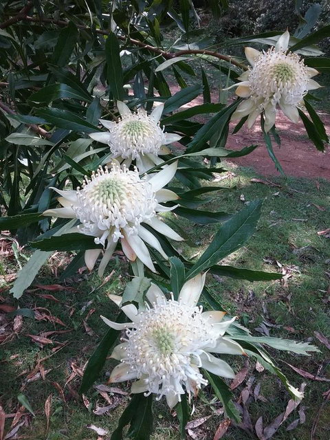 Lyrebird Gully Retreat - Brisbane Tourism 0