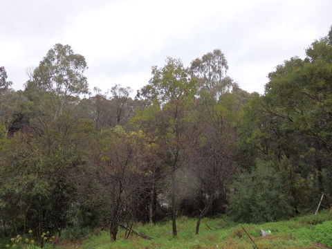 Mandall Avenue - Tourism Brisbane 2
