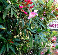 Mercury motor inn - Tourism Brisbane