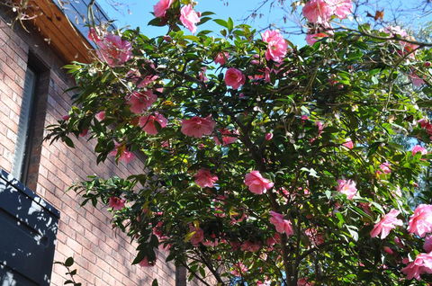 Mountain Gate Villa - Brisbane Tourism 1