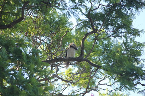 Jacaranda Hideaway Bed & Breakfast - Brisbane Tourism 0