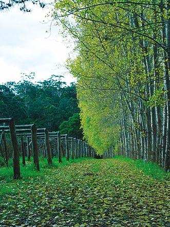 Hawke Brook Chalets - Tourism Brisbane 12