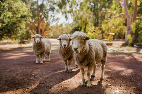 Margaret River Holiday Cottages - Brisbane Tourism 15
