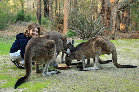 Yelverton Brook Conservation Sanctuary - Tourism Brisbane 5