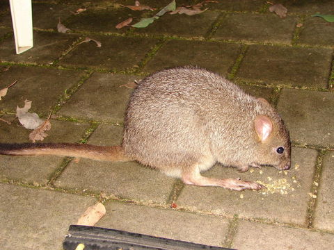 Yelverton Brook Conservation Sanctuary - Tourism Brisbane 37