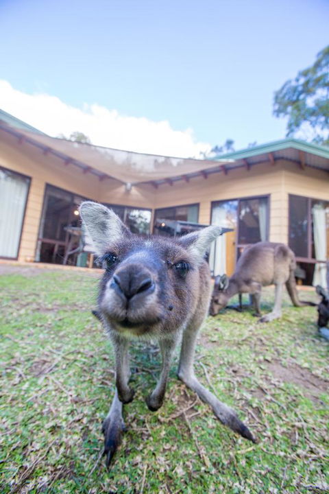 Yelverton Brook Conservation Sanctuary - Tourism Brisbane 17