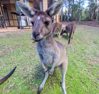 Yelverton Brook Eco Spa Retreat  Conservation Sanctuary - Tourism Brisbane