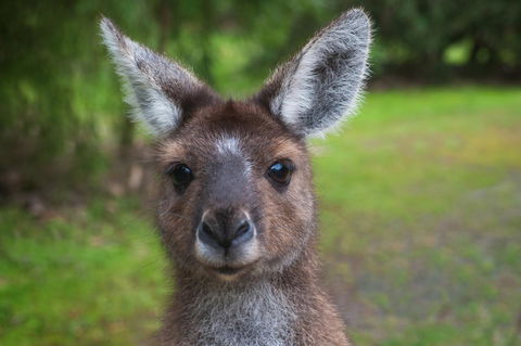 Yelverton Brook Conservation Sanctuary - Tourism Brisbane 25