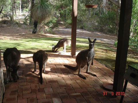 Yelverton Brook Conservation Sanctuary - Tourism Brisbane 22