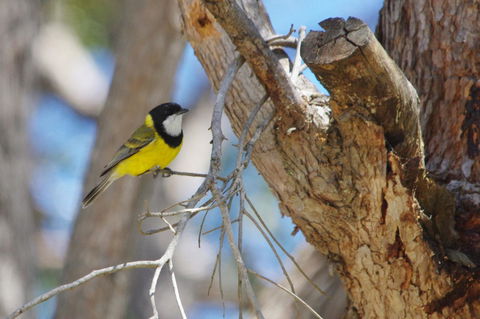 Yelverton Brook Conservation Sanctuary - Tourism Brisbane 35