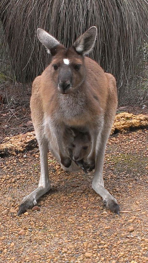 Yelverton Brook Conservation Sanctuary - Tourism Brisbane 27