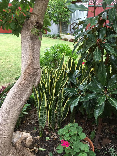 Bluebird Cottage - Tourism Brisbane 30