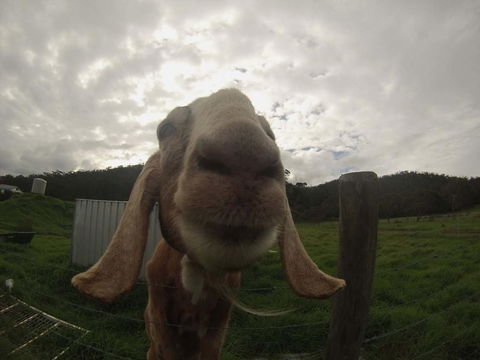 Tanen Farm - Tourism Brisbane 7