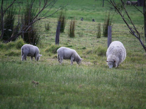 Tanen Farm - Tourism Brisbane 11
