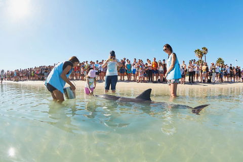 RAC Monkey Mia Dolphin Resort - Brisbane 4u 2