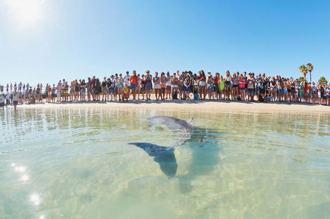 RAC Monkey Mia Dolphin Resort - Brisbane 4u 3