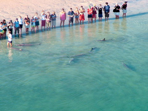 RAC Monkey Mia Dolphin Resort - Brisbane 4u 4