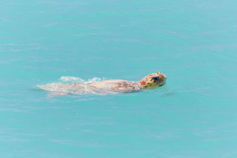 RAC Monkey Mia Dolphin Resort - Brisbane 4u 20