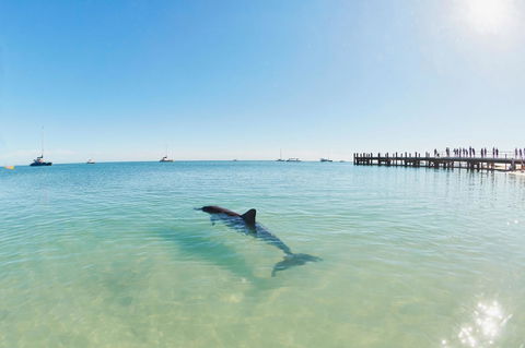 RAC Monkey Mia Dolphin Resort - Brisbane 4u 1