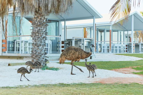 RAC Monkey Mia Dolphin Resort - Brisbane 4u 15