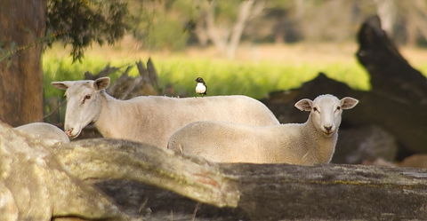 SilverSprings Spa Retreat Pet Friendly Cottages And Glampings - Tourism Brisbane 1
