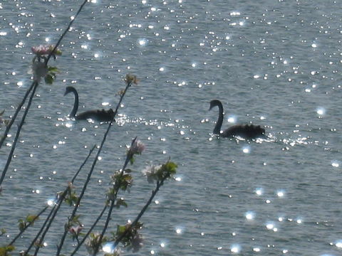 Driftwood - Tourism Brisbane 6