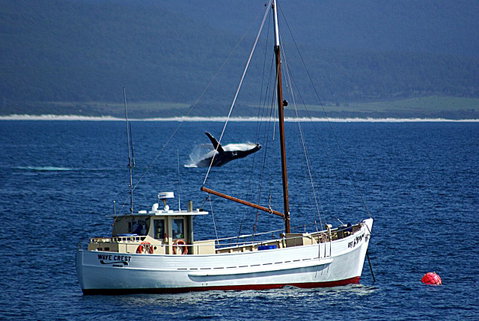 Suntrap Cove Bicheno - Brisbane Tourism 27