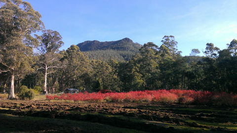 Mountain Blue Guest House - Tourism Brisbane 23