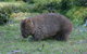 Cradle Mountain Love Shack - thumb 27