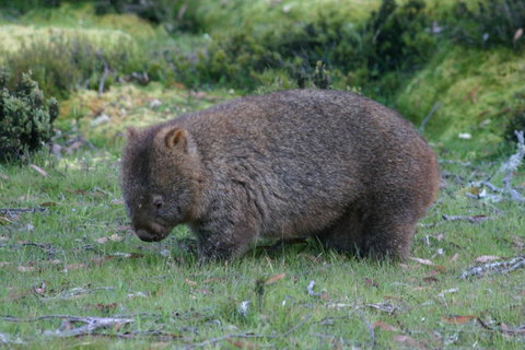 Cradle Mountain Love Shack - Brisbane Tourism 27