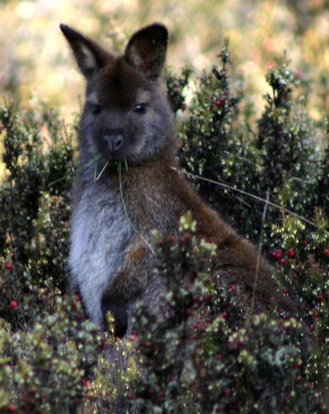 Cradle Mountain Love Shack - Brisbane Tourism 21