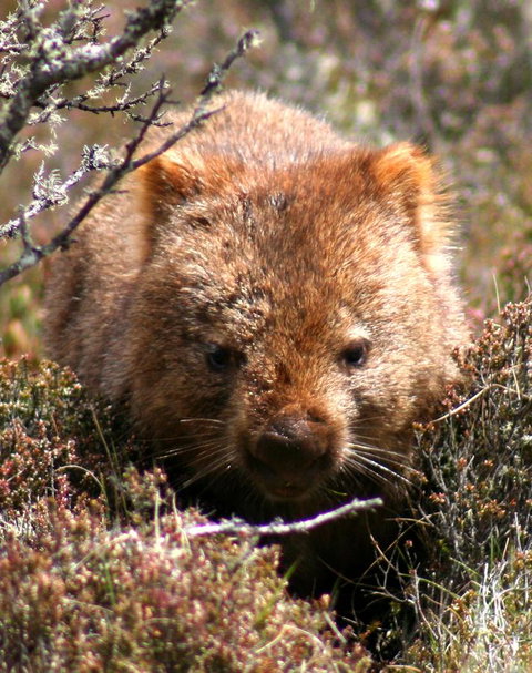 Cradle Mountain Love Shack - Brisbane Tourism 24